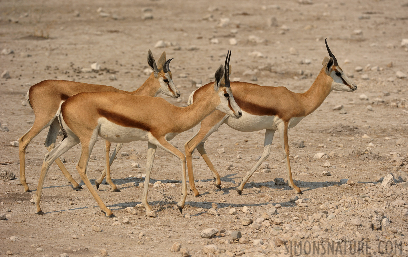 Antidorcas hofmeyri [360 mm, 1/3200 sec at f / 7.1, ISO 800]